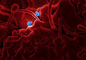A Comprehensive Guide to Understanding Vector-Borne Infections and Their Global Impact