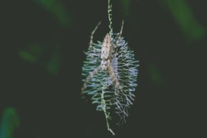 Exploring the Role of Hygiene and Sanitation in Preventing the Spread of Infectious Diseases