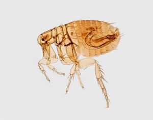 How Emerging Infectious Diseases Are Shaping Global Health Policy and Healthcare Responses